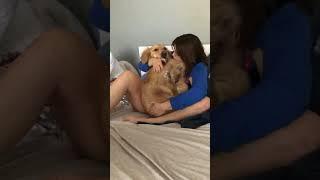 Dog Thinks He's A Baby  #dog #golden #funny #entertainment #jokes #laugh #fun #doggo #reaction