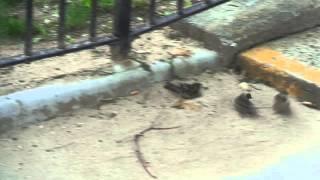 Crittercam: Sparrows Sand bathing 06-16-14