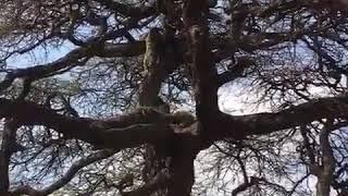 Baboons chase leopard from a tree. (sent to me by my friend Baraka in Tanzania)