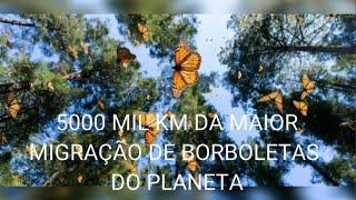 A maior migração de borboletas do planeta.   The largest butterfly migration on the planet.