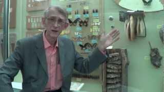 Beekeeping in Ukraine: What Do You Know about Honey Bees in Ukraine?