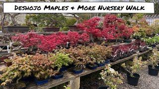 Deshojo Maples & More Nursery Walk in April