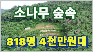 [낙찰]소나무 숲속 피톤치드 빵빵 818평 4천만원대 진,출입 좋은 청도땅