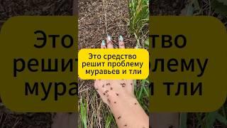 Это средство решит проблему мураьев и тли за раз! #муравьи #вредители #тля #дача #огород