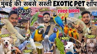 Start ₹150/-| सबसे सस्ती शॉप | Free Birds | iguana| cheapest Pet market in Mumbai | Wajid pet shop