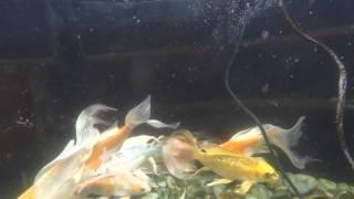 Koi fish for sale at Wigert's Bonsai Nursery