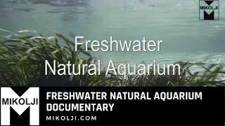 Freshwater Natural Aquarium Documentary