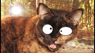 Funny Cats Compilation (35 minutes!)  :3