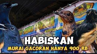 HABISKAN MURAI GACORAN DI MMS HARGA MULAI 900 RB , STOK FULL