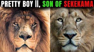 Pretty Boy II, the Rebel Lion: Son of Sekekama