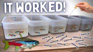 BREEDING Neon Tetras in Tubs - Over 100 Fry!