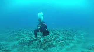 Bora Bora - a lot of sharks (look close)