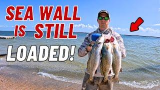 THIS Sea Wall is STILL LOADED! Corpus Christi Bay TX Fishing