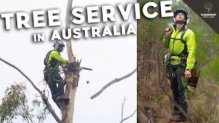 TREE SERVICE near the Hobart Airport