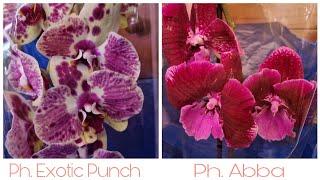 Обзор Новых Орхидей | Phal. Exotic Punch | Phal. Abba