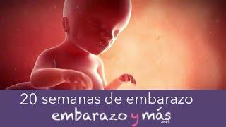 20 semanas de embarazo - Quinto mes - EMBARAZOYMAS