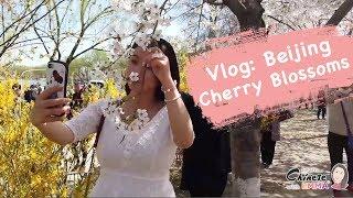 Chinese Vlog with English Subs: Beijing Cherry Blossoms with Emma  Learn Chinese with Emma