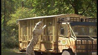 Tigerfütterung im Serengeti-Park in Bus hautnah erleben