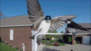 Tree Swallows in super slow motion