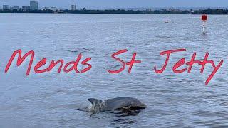 Dolphins playing in the Swan River - Mend St Jetty, South Perth, Western Australia 2022