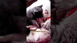 Кошки с котятами и папой котом #смешно #юмор #кошки #cat #animals #кот #смешныекошки