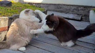 Most Fluffy Cat Fight Ever!