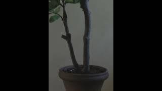 See the new Japonicus potted tree plant #afloral
