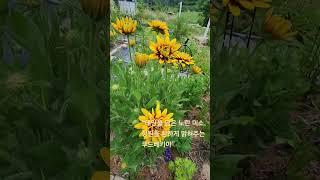 태양을 닮은 루드베키아가 말을 걸어 왔습니다 No 24(250615) #겹루드베키아#shorts