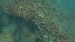 20200725 與毛浮潛