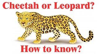 Difference between Cheetah and Leopard | Cheetah vs Leopard comparison | Simply E-learn Kids