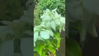 Mussaenda White plant in Greenland Nursery