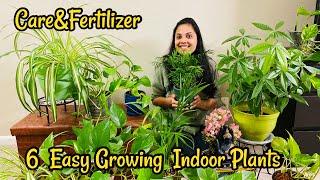 வீட்டில் சுலபமாக வளர்க்கலாம் இந்த 6 செடிகள் /My Indoor Plants Care&Fertilizer/ #Tamil Vlog