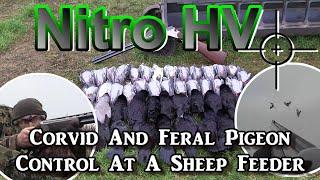 Nitro HV Corvid And Feral Pigeon Control At A Sheep Feeder