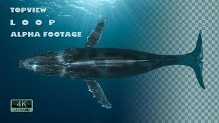 Top View Swimming Whale Stock Motion Graphics