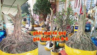 Phôi Mai Tứ Qúy Mai Vàng Giá Rẻ 0939046405 Chị Truyền  | Tứ Qúy Miệt Vườn