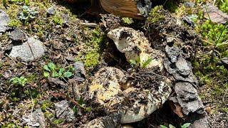 Karadeniz Mantar Avı/Bolet|Porçini|Boletus Edulis