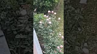 Розы во дворе#германия #germany #bavaria #бавария #spring #rose #rosa #flower #blumen #роза #цветы