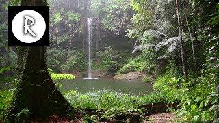 10 Hrs Rainforest & Rain for Relaxing, Nature Sounds for Sleep, Meditation, Insomnia, SPA, Study