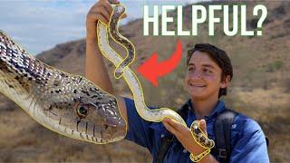 The Gopher Snake: Everything You Need To Know!