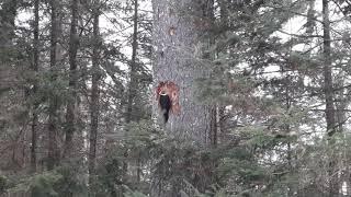 Pileated Woodpecker