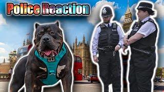 Public Reaction to XL American Bully in Central London | Bully's From UK