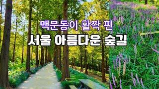 맥문동이 활짝 핀 걷기 좋은 숲길ㅣ하늘공원 메타세콰이어ㅣMetasequoia Forest Path, Haneul Park in Seoulㅣ2024.8.18 촬영