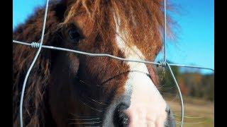 Farm Animals | The Barn at Woodlake Meadows