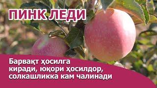 Пинк леди олма нави ҳақида / Pink ledi olma navi