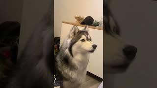 #funny #animlasfunny #funnypets #pets #funnyanimals #shortvideo #cutedog #shorts #dogshorts #doggys