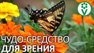 СНЯТЬ ОЧКИ ПОМОГУТ БАРХАТЦЫ! Готовим лютеиновый настой для зрения