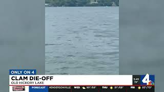 Massive die-off occurring on Old Hickory Lake