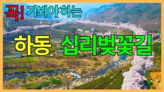 하동 십리벚꽃길 | 화개장터에서 쌍계사로 들어가는 6km | 섬진강 벚꽃길에서도 으뜸