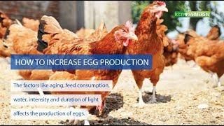 How to increase egg production of your poultry