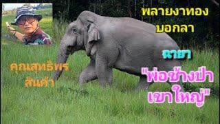 พลายงาทองบอกลาพ่อของช้างป่าเขาใหญ่ (คุณสุทธิพร สินค้า หรือพลายสุ ล่องไพร)